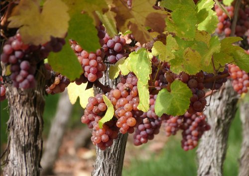 Proche de la route des vins d'alsace